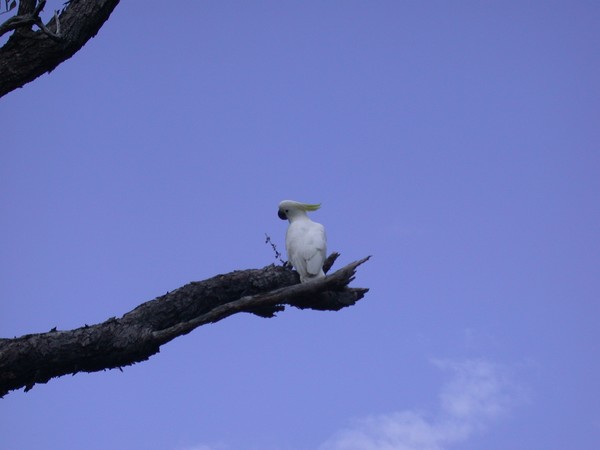 Sulphur Crested Cookatoo